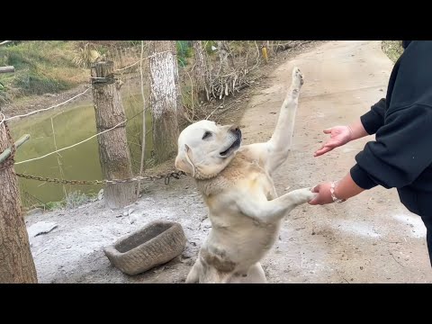 Forsaken Labrador Retriever Chained and Seeking Help, Heartfelt Persistence Rescued
