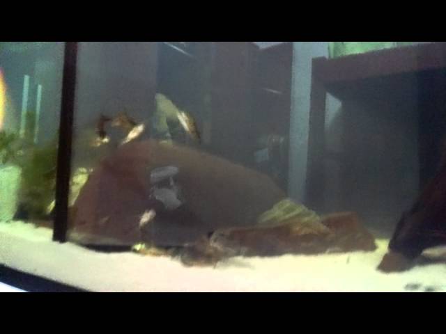 Corydoras nadando