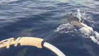 Delfines llegando a La Gomera