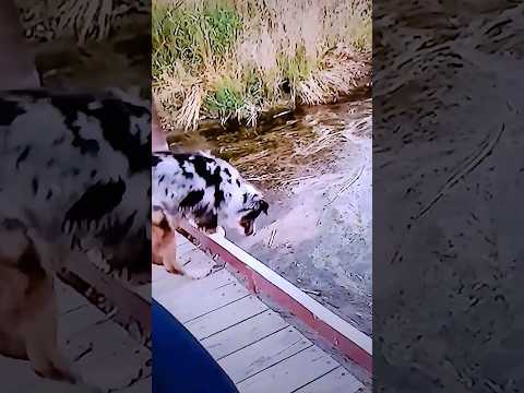 #MAFFIO #RAFA PABÖN #EL PASTOR RD #BAÑATE #Shorts #ORANGUCHANGORILON