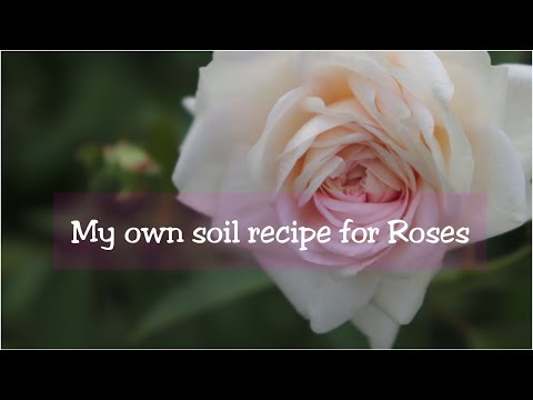 My own soil recipe for Roses /গোলাপের জন্য যে মিশ্রণ আমি ব্যবহার করি // In love with soil