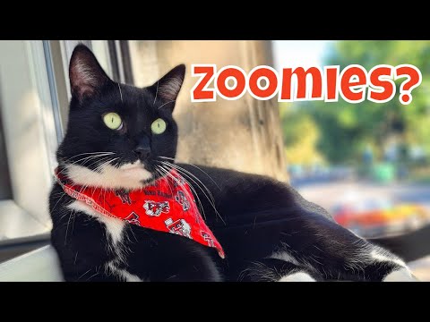 What are Zoomies? Cat Zoomies caught on security Camera!