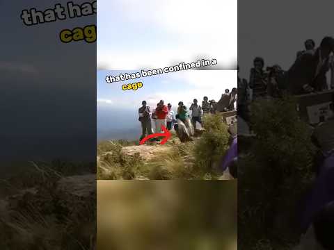 This poor vulture forgets how to fly after being released 😟 #shorts