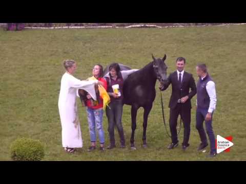 1st Place N.136 ERIANNA FMA - Ströhen 2015 B-Show - Senior Mares Championship (Class R)