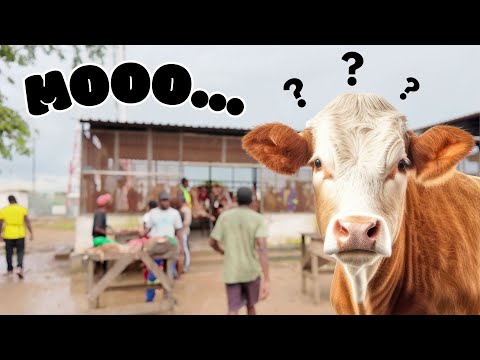 Inside a Zambian Slaughterhouse: Kafue Turn Pike Abattoir Tour