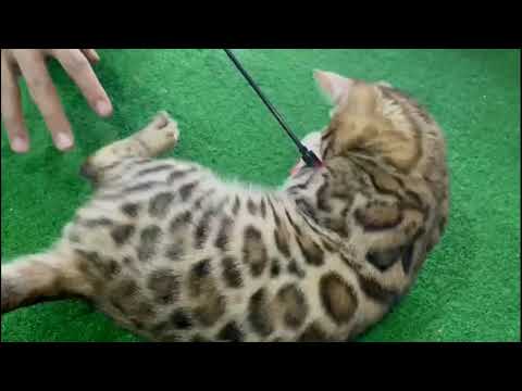 Bengal cat rosettes and spots