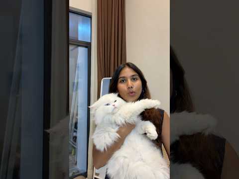 Deworming day 😸 #cat #youcat #pets