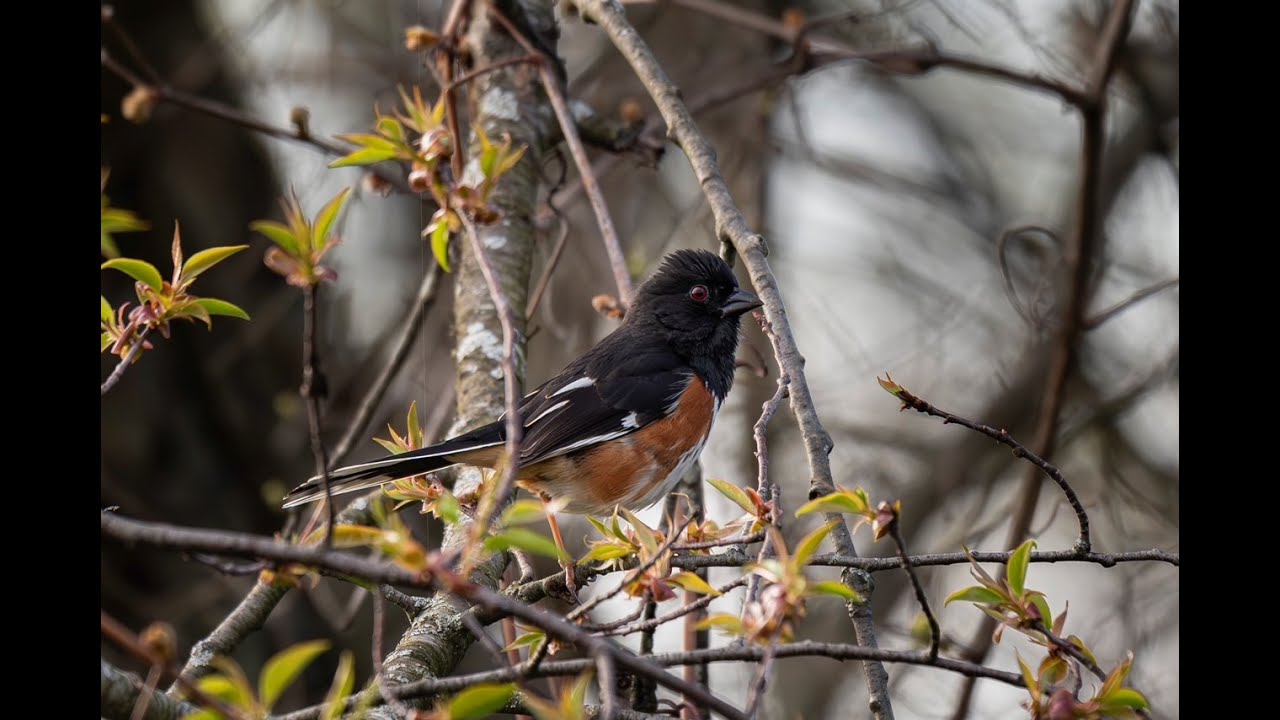 Spring Migration Update from The Bird House
