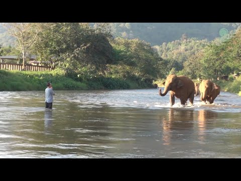 These Elephants Run to Meet Their Human