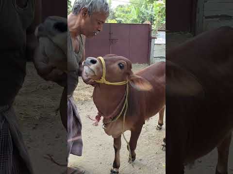 யாரு கையில சீப்பு இருக்கோ அவங்க மாட்டுனாங்க 😂
