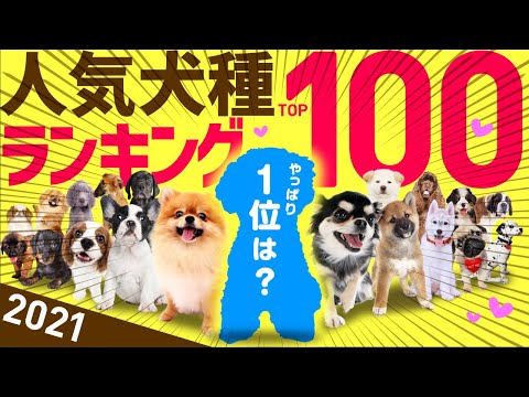 , title : '【2021】❤️人気犬種ランキングTOP100（JKC年間犬籍登録頭数）'