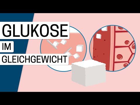 Die Regulation des Blutzuckers im Körper