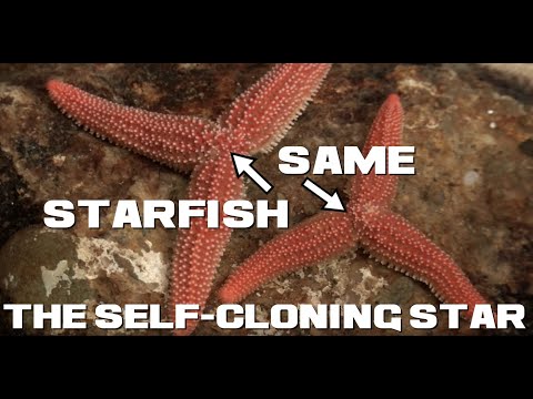 10 Starfish Facts - The Self-Cloning Star - Animal a Day