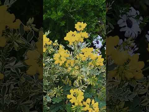 ホスタのウィンターケア