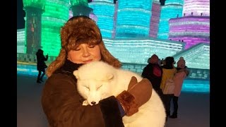 Arctic fox falling asleep in my arms