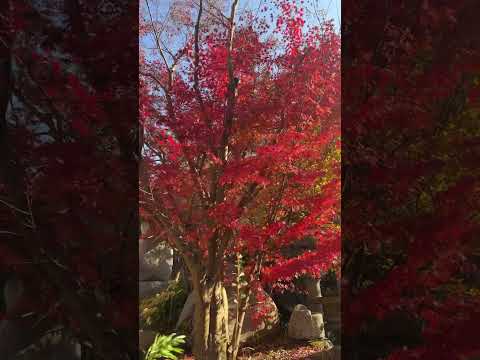 レッドカエデ 'ディセクタム ガーネット' 植物