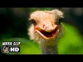 DUDE WHERE S MY CAR Clip Ostriches 2000