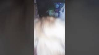 ちょっとホラー！？威嚇しているマロン