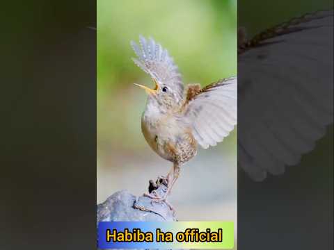 Amazing Birds | #habiba #birds #ytshort #
