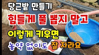 가을당근밭 만들기 힘들게 풀 뽑지 말고 이렇게 밑거름 넣고 심어보세요 농약 없이도 당근이 굵게 잘 자랍니다