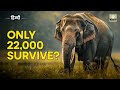 ASIAN ELEPHANTS Secrets Of India S Gentle GIANTS Hindi Documentary
