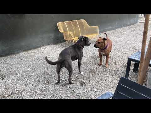 Whitney, an adopted Pit Bull Terrier & Boxer Mix in Pasadena, CA_image-1