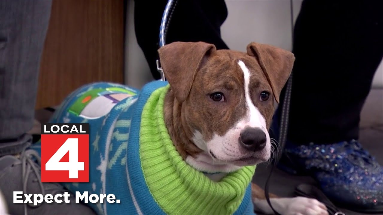 Enlarge Cali, an adoptable mixed breed in Detroit, MI video 2/6