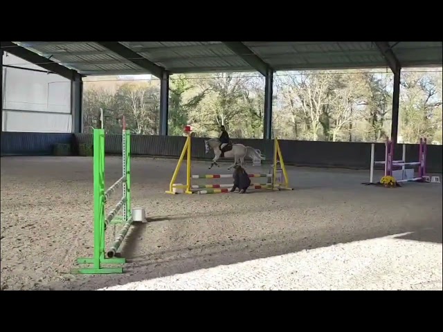 Poney Fran&ccedil;ais de Selle