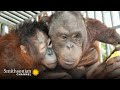 This Orangutan Friendship Will Melt Your Heart 🥰 Orangutan Jungle School | Smithsonian Channel