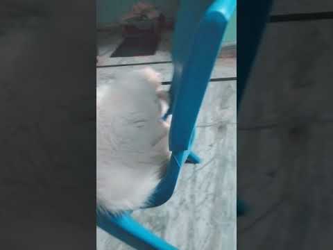 Qais meow #subscribemychannel #qais🥰🥰