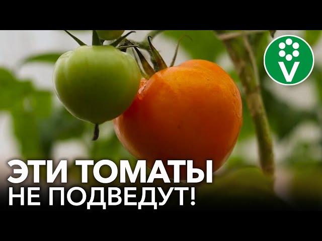 ЭТИ СОРТА ТОМАТОВ УСТОЙЧИВЫ К БОЛЕЗНЯМ! Устойчивые к фитофторозу и кладоспориозу сорта помидоров