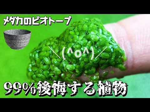 ウキクサを少しください!