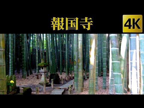 Houkokuji , Kamakura , Japan 報国寺 / 鎌倉 [ 4K ]