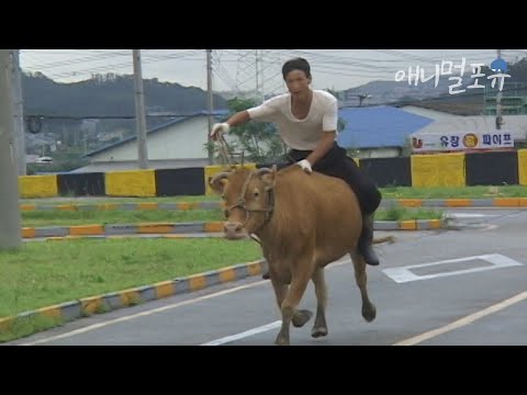 , title : '사람 말 알아듣는 근육질 1톤 천재소가 있다!? 똑똑한 소보르기니 ㅋㅋㅋㅣKBS 오천만의 일급비밀 071009 방송'