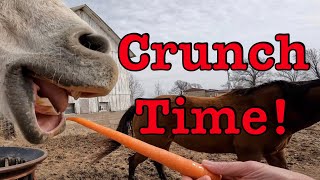 Horses eating carrots