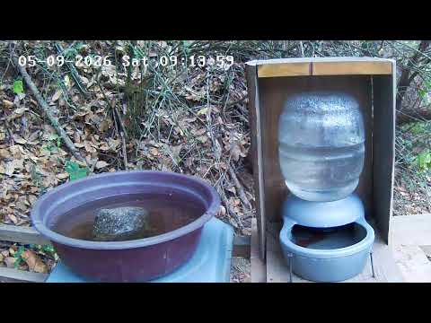 Live Webcam View - Bird water trough in Tecpán Guatemala, Chimaltenango