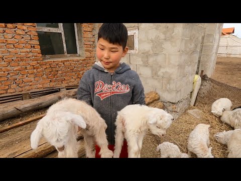 , title : 'モンゴルの遊牧民の１０歳の少年が羊とやぎについて教えてくれた。｜羊とやぎの違い｜ヤギの好奇心｜ヤギの授乳｜大きくなった子羊｜'