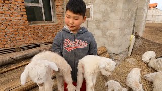 モンゴルの遊牧民の１０歳の少年が羊とやぎについて教えてくれた。｜羊とやぎの違い｜ヤギの好奇心｜ヤギの授乳｜大きくなった子羊｜