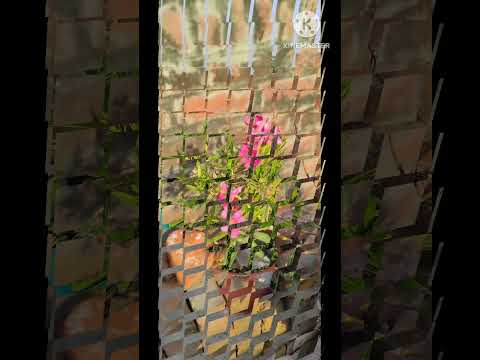 Beautiful terrace garden#garden