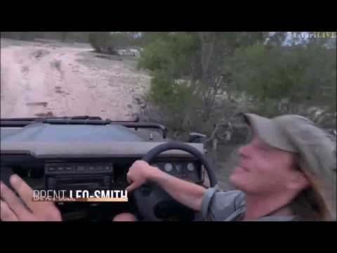 Safari Live : Brent doing his best Black backed Jackal call  Dec 09, 2016