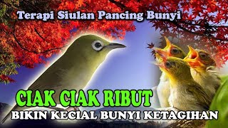 Download lagu SIUALAN PANCING BUNYI CIAK CIAK RAME BIKIN GACOR mp3 Download lagu SIUALAN PANCING BUNYI CIAK CIAK RAME BIKIN GACOR mp3