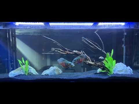 Aquarium 450L Oscar (Astronotus Ocellatus)