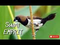 Suara Burung Emprit Atau Pipit