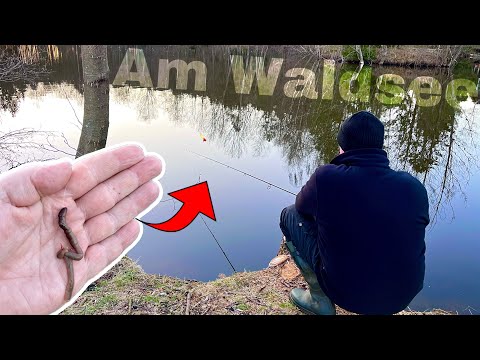 Nachtangeln auf Aal und Karpfen. Was fangen wir am Waldsee?