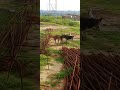 Janwar Ka Sex