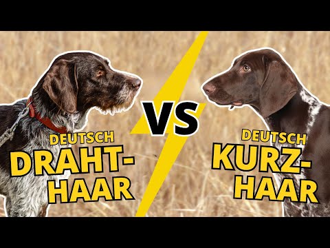 Deutsch Drahthaar vs Deutsch Kurzhaar: Welcher ist der bessere Jagdhund?