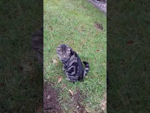 my cat eating grass then throwing up