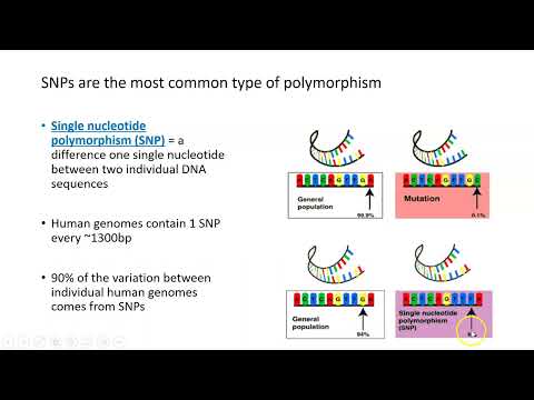 Genome-Wide Association Studies (GWAS), Part 1