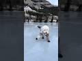 Max likes to MOVE IT? #shorts ?: air_canada
