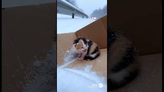 Frozen Kitten Rescued in Blizzard! ❄️ Heartwarming Winter Rescue #animalrescue #kittenrescue #pet